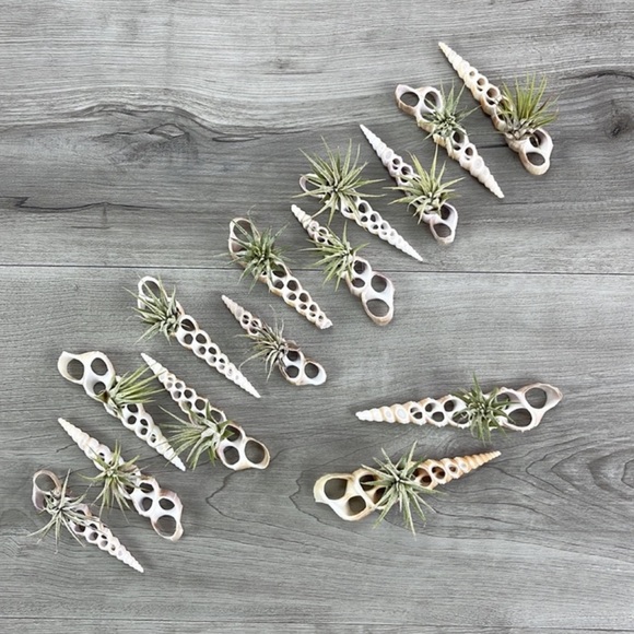 🔆AIR PLANT BUDDY🔆 WITH REAL SEA SHELL HAND MADE AND UNIQUE - Picture 6 of 9